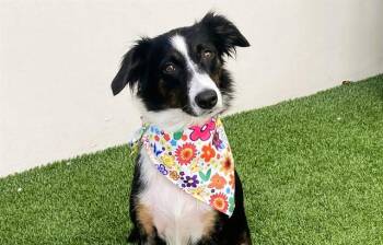 Australian Shepherd Dogs Available for Adoption in Fort Lauderdale, Florida - MARLEY | PetCurious