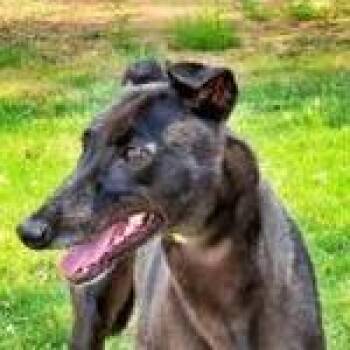 Felix (aka Felix Jag) -  Greyhound Dog for Adoption in Dallas, Texas - Felix (aka Felix Jag) | PetCurious