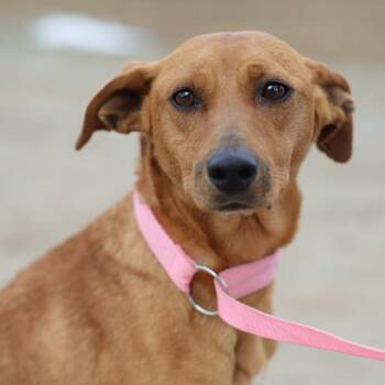 Terrier Dogs Available for Adoption in Hohenwald, Tennessee - Ginger | PetCurious