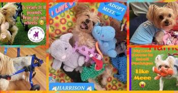 Harrison Yorkie On Wheels -  Yorkshire Terrier Dog for Adoption in Plantation, Florida - Harrison Yorkie On Wheels | PetCurious