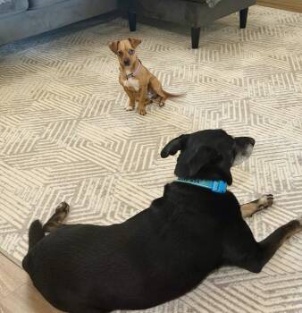 Rosie -  Chihuahua and Dachshund Dog for Adoption in Willingboro, New Jersey - Rosie | PetCurious