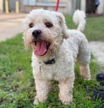 Popcorn -  Maltese Dog for Adoption in Sedalia, Colorado - Popcorn | PetCurious