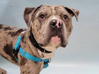 Zeusy -  Pit Bull Terrier and Mixed Breed Dog for Adoption in Minneapolis, Minnesota - Zeusy | PetCurious