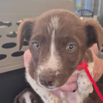 Chocolate Labrador Retriever Dogs Available for Adoption - Tater | PetCurious