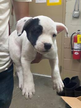 Pit Bull Terrier Dogs Available for Adoption - Lucky | PetCurious