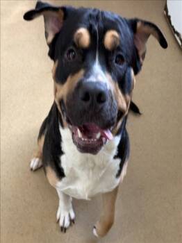 BIG BOSS -  Mastiff Dog for Adoption in Derwood, Maryland - BIG BOSS | PetCurious