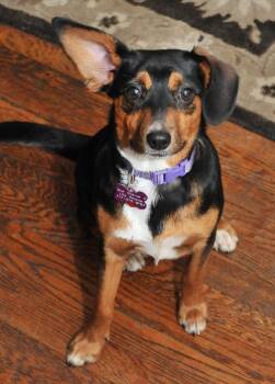 Manchester Terrier Dogs Available for Adoption - Whisper | PetCurious