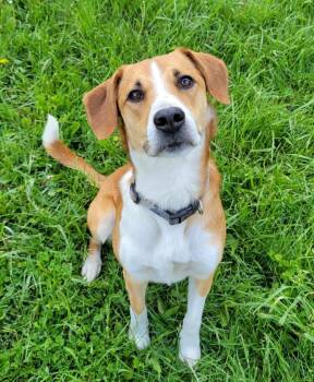 Beagle and Husky Dogs Available for Adoption in Lisbon, Ohio - Brady | PetCurious