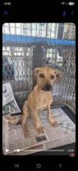 Pearl -  Rhodesian Ridgeback Dog for Adoption in New York, New York - Pearl | PetCurious