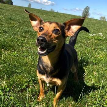 Freya -  Mixed Breed Dog for Adoption in Columbia, Maryland - Freya | PetCurious