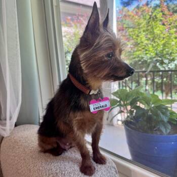 Emerald -  Yorkshire Terrier Dog for Adoption in Wake Forest, North Carolina - Emerald | PetCurious