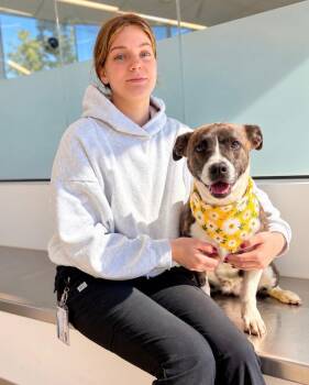 Cocoa -  Boxer and Corgi Dog for Adoption in Euless, Texas - Cocoa | PetCurious