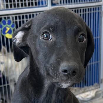 Ashley -  Mixed Breed Dog for Adoption in Las Cruces, New Mexico - Ashley | PetCurious
