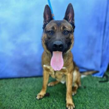 FENDER -  German Shepherd Dog and Akita Dog for Adoption in Long Beach, California - FENDER | PetCurious