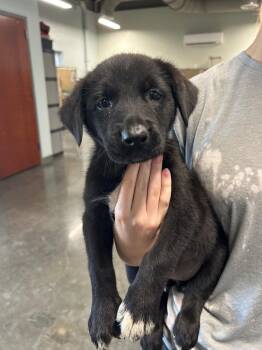 Labrador Retriever Dogs Available for Adoption in Gautier, Mississippi - Fatima | PetCurious