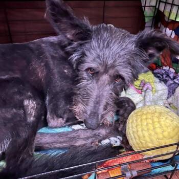 Terrier Dogs Available for Adoption in Waterford, New Jersey - CASHEL | PetCurious