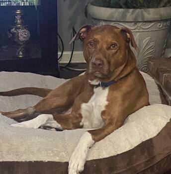 Coonhound and American Staffordshire Terrier Dogs Available for Adoption in Voorhees Township, New Jersey - Darby  | PetCurious