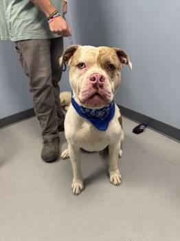 Rescue American Bully Dogs for Adoption in Zanesville, Ohio - Devo | PetCurious