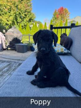Poppy -  Doberman Pinscher and Labradoodle Dog for Adoption in Elburn, Illinois - Poppy | PetCurious