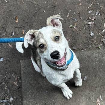 Lady -  Mixed Breed Dog Available for Adoption in Charleston, South Carolina - Lady | PetCurious