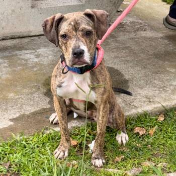 Jellybean - Costa Mesa Location -  Beagle and Boxer Dog for Adoption in Chino Hills, California - Jellybean - Costa Mesa Location | PetCurious