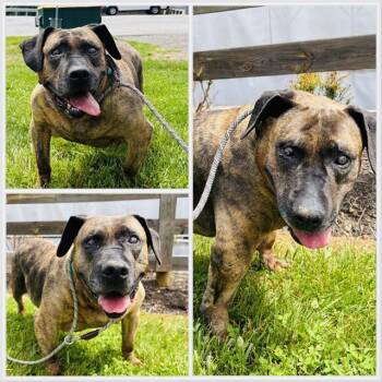 Rescue Presa Canario Dogs for Adoption in Westminster, Maryland - LIZZIE | PetCurious
