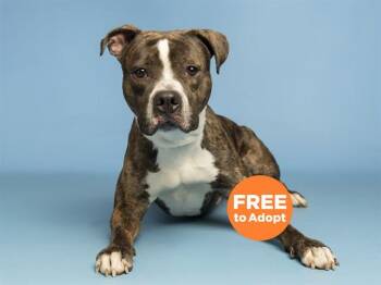 NIKO -  Pit Bull Terrier Dog Available for Adoption in Phoenix, Arizona - NIKO | PetCurious