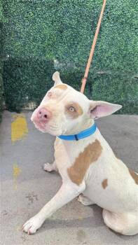 61166810 -  Pit Bull Terrier and Mixed Breed Dog for Adoption in El Paso, Texas - 61166810 | PetCurious