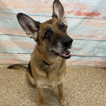 Rescue German Shepherd Dog Dogs for Adoption in Cheyenne, Wyoming - Roxanne | PetCurious