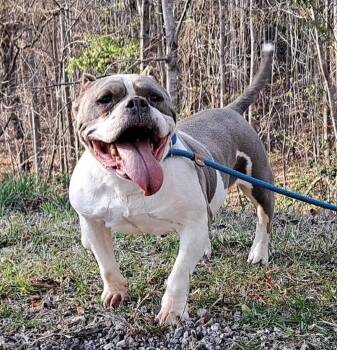 Rescue English Bulldog Dogs for Adoption in Westminster, South Carolina - Lola Bulldog Sis | PetCurious