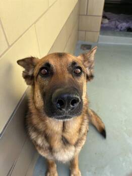 German Shepherd Dog Dogs Available for Adoption in Riverside, California - JENNIE | PetCurious