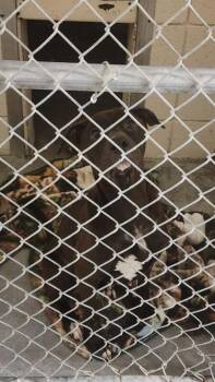 Rescue American Staffordshire Terrier Dogs for Adoption in Morristown, Tennessee - Wonder | PetCurious