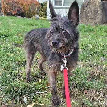 Rescue Wirehaired Terrier Dogs for Adoption in Eugene, Oregon - Mazie | PetCurious