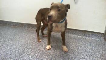 LITTLE JOHN -  Pit Bull Terrier Dog for Adoption in Charlotte, North Carolina - LITTLE JOHN | PetCurious