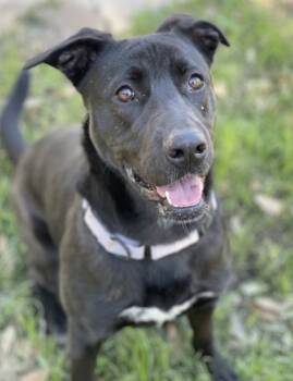Rescue Labrador Retriever and Mixed Breed Dogs for Adoption in San Antonio, Texas - Eva | PetCurious