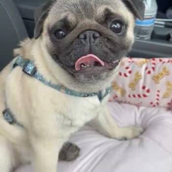 Chloe -  Pug Dog for Adoption in Seattle, Washington - Chloe | PetCurious