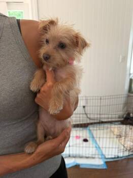 Mixed Breed Dogs Available for Adoption in Manhattan Beach, California - Hailey | PetCurious