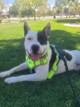 Pit Bull Terrier Dogs Available for Adoption in Roseville, California - Mike | PetCurious