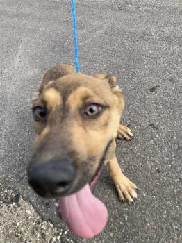 Mixed Breed Dogs Available for Adoption in Dallas, Texas - SCOOBY | PetCurious