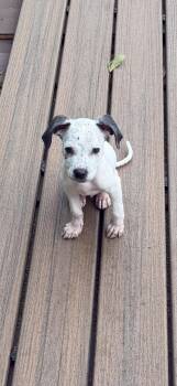 Corvette -  Australian Cattle Dog Blue Heeler and Mixed Breed Dog for Adoption in Lutz, Florida - Corvette | PetCurious
