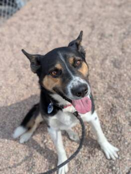 KODY -  Australian Shepherd and German Shepherd Dog Dog for Adoption in Loveland, Colorado - KODY | PetCurious