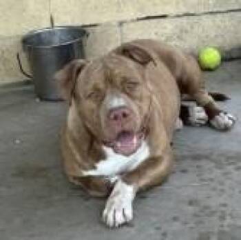 Chester -  Pit Bull Terrier and Mixed Breed Dog for Adoption in West Memphis, Arkansas - Chester | PetCurious