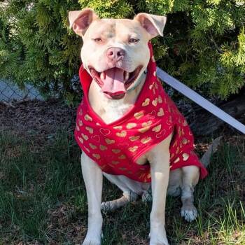 American Staffordshire Terrier and Pit Bull Terrier Dogs Available for Adoption in Detroit, Michigan - Cupid | PetCurious
