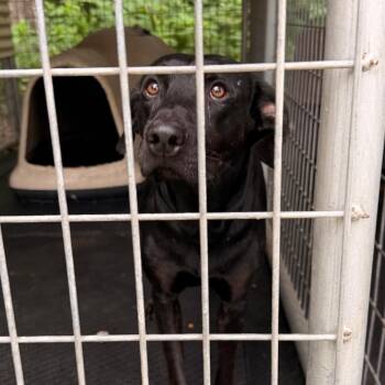 George -  Black Labrador Retriever Dog for Adoption in Evensville, Tennessee - George | PetCurious