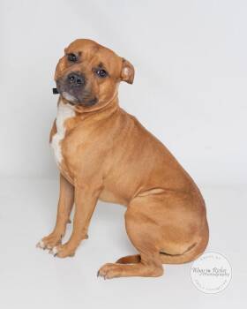 Poncho -  American Staffordshire Terrier and Labrador Retriever Dog for Adoption in Tuscaloosa, Alabama - Poncho | PetCurious