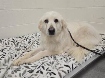 JULIANNE HOUGH -  Great Pyrenees Dog for Adoption in Auburn, California - JULIANNE HOUGH | PetCurious