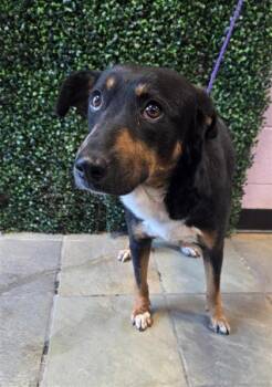 Mixed Breed Dogs Available for Adoption in El Paso, Texas - 60925129 | PetCurious