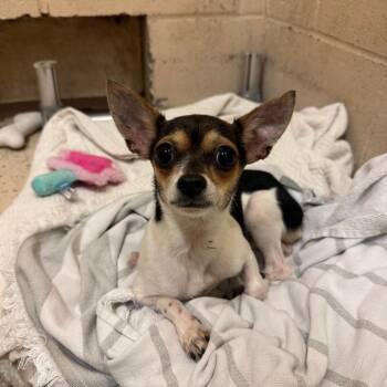 Hannah -  Chihuahua Dog for Adoption in Columbia, Missouri - Hannah | PetCurious