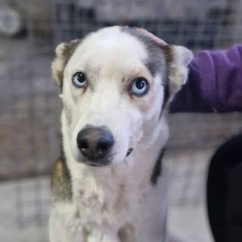 Rescue Husky Dogs for Adoption in Toronto, Ontario - Chelsea | PetCurious