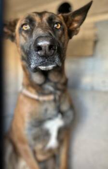 Rescue Belgian Shepherd Malinois Dogs for Adoption in Victorville, California - SEIZED 1607 HOLD UNTIL 11/19/2025 (G34) | PetCurious